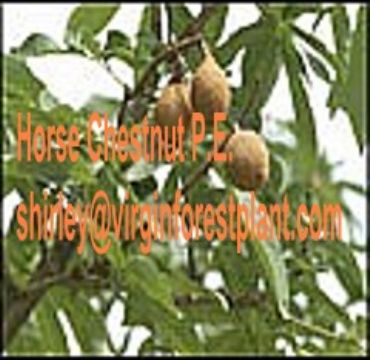 Horse Chestnut P.E. (Shirley At Virginforestplant Dot Com)